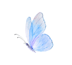 butterfly blue